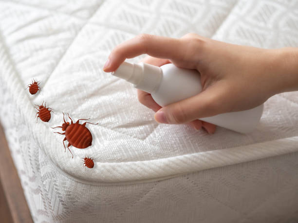 Best Spider Control Near Me  in Parklawn, CA
