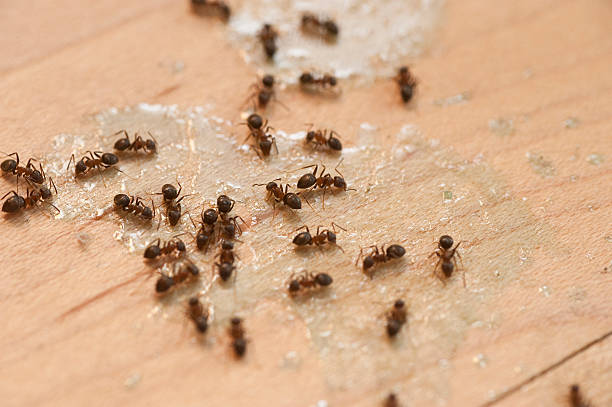 Best Local Pest Control Services  in Parklawn, CA
